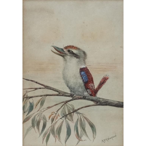 71 - A P H Simpson  early XX Australia, Watercolour,  Kookaburra on a Eucalyptus tree branch, Signed lowe... 