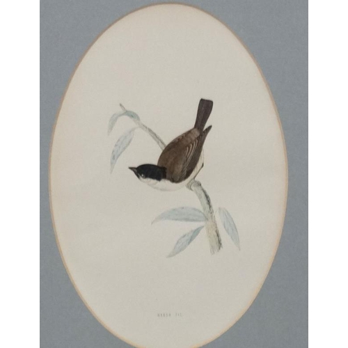 100 - Avian Studies : 5 oval hand coloured Aquatints  ' Bernicle Goose ' ' Goldcrest ' ' Fulmar ' ' Marsh ... 