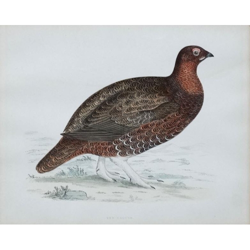 101 - Avian Studies : Old Game Bird Aquatints x 10 ' Red Grouse ' ' Black Grouse ' ' Woodcock '  ' Great S... 