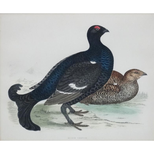 101 - Avian Studies : Old Game Bird Aquatints x 10 ' Red Grouse ' ' Black Grouse ' ' Woodcock '  ' Great S... 