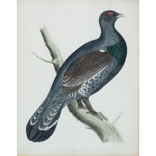 101 - Avian Studies : Old Game Bird Aquatints x 10 ' Red Grouse ' ' Black Grouse ' ' Woodcock '  ' Great S... 