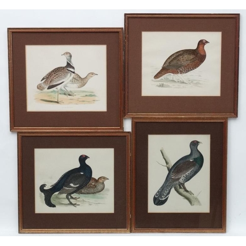 101 - Avian Studies : Old Game Bird Aquatints x 10 ' Red Grouse ' ' Black Grouse ' ' Woodcock '  ' Great S... 