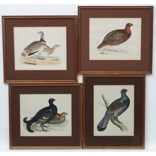 101 - Avian Studies : Old Game Bird Aquatints x 10 ' Red Grouse ' ' Black Grouse ' ' Woodcock '  ' Great S... 