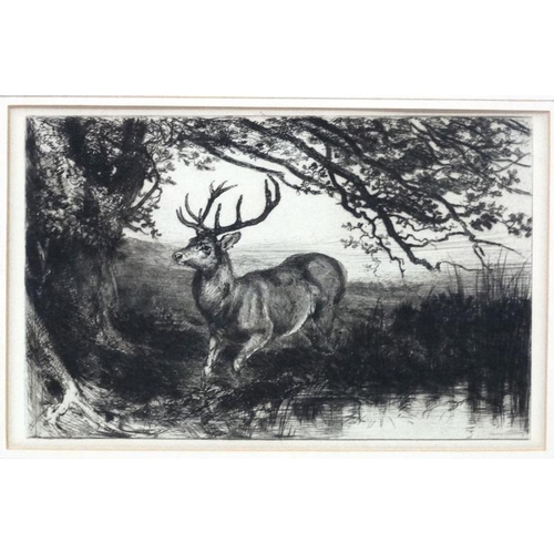 102 - C.1900 etching. Stag at water's edge under a tree. In an old oak frame . Aperture 5 3/4 x 9 1/8''.