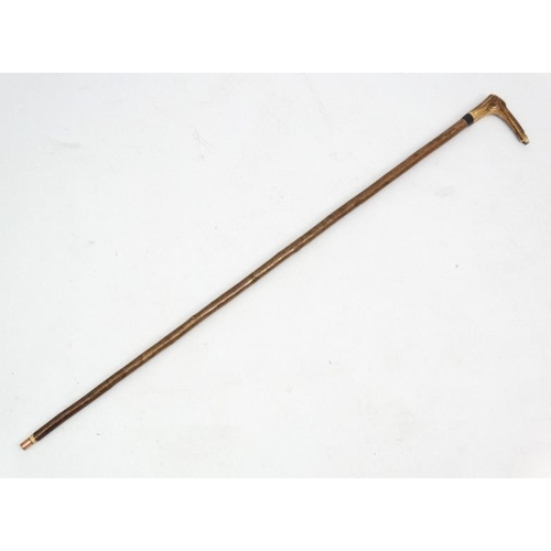 127 - Whistle Stick : A fine Antler handled Walking and Whistle Stick with Buffalo horn collar and Hazel s... 