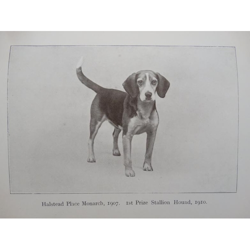 24 - Hunting Books: '' Beagles and Beagling '' by J Otho Paget, published by Hutchinson & Co, London , 19... 