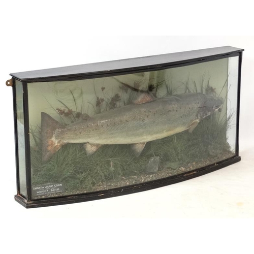 43 - Taxidermy : Williams of Dublin : an Atlantic Salmon mounted in naturalistic setting within a bow fro... 