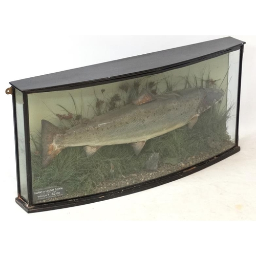 43 - Taxidermy : Williams of Dublin : an Atlantic Salmon mounted in naturalistic setting within a bow fro... 