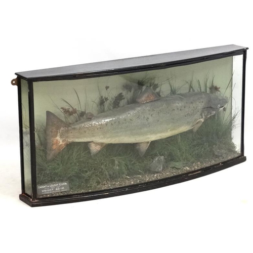 43 - Taxidermy : Williams of Dublin : an Atlantic Salmon mounted in naturalistic setting within a bow fro... 