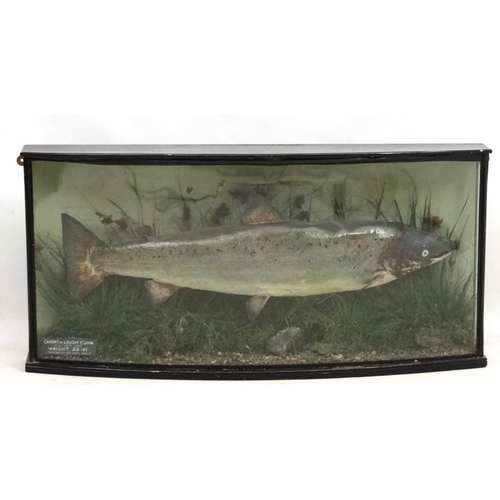 43 - Taxidermy : Williams of Dublin : an Atlantic Salmon mounted in naturalistic setting within a bow fro... 