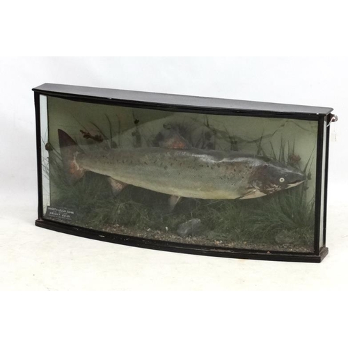 43 - Taxidermy : Williams of Dublin : an Atlantic Salmon mounted in naturalistic setting within a bow fro... 