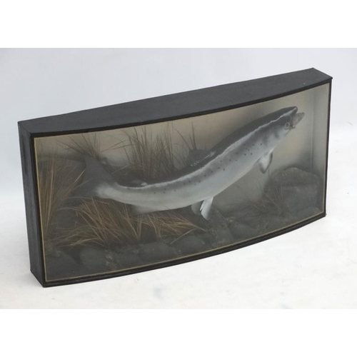 44 - Taxidermy : An Atlantic Salmon , mounted as caught on a fly in naturalistic setting, within a bow fr... 