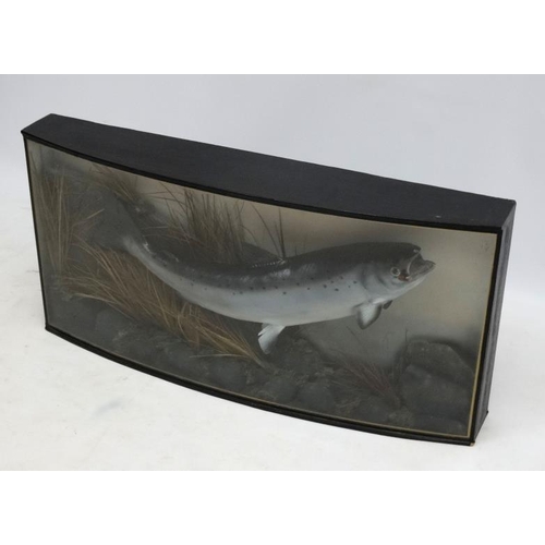 44 - Taxidermy : An Atlantic Salmon , mounted as caught on a fly in naturalistic setting, within a bow fr... 