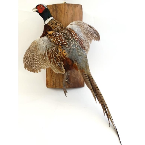 45 - Taxidermy : A wall mounted Cock Pheasant in flight , or ' springing . ' Fixed to a trunk section, 30... 