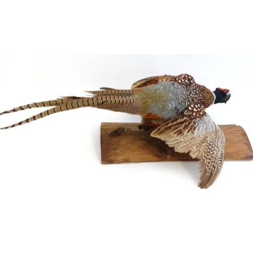 45 - Taxidermy : A wall mounted Cock Pheasant in flight , or ' springing . ' Fixed to a trunk section, 30... 