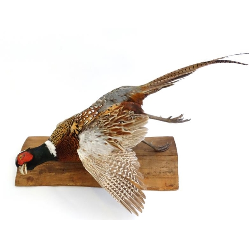 45 - Taxidermy : A wall mounted Cock Pheasant in flight , or ' springing . ' Fixed to a trunk section, 30... 