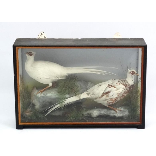 46 - Taxidermy : An early 20thC cased pair of Leucistic Cock Pheasants , placed opposingly in naturalisti... 