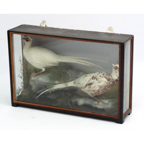 46 - Taxidermy : An early 20thC cased pair of Leucistic Cock Pheasants , placed opposingly in naturalisti... 