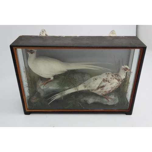 46 - Taxidermy : An early 20thC cased pair of Leucistic Cock Pheasants , placed opposingly in naturalisti... 