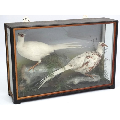 46 - Taxidermy : An early 20thC cased pair of Leucistic Cock Pheasants , placed opposingly in naturalisti... 