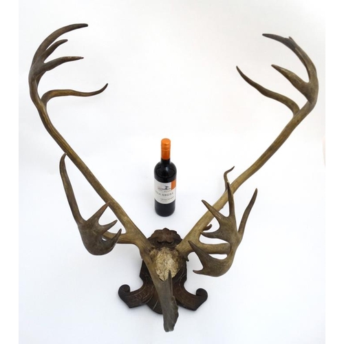 47 - Taxidermy : A Continental c1900 half skull mount of Reindeer antlers , affixed to a carved Black For... 