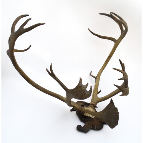 47 - Taxidermy : A Continental c1900 half skull mount of Reindeer antlers , affixed to a carved Black For... 