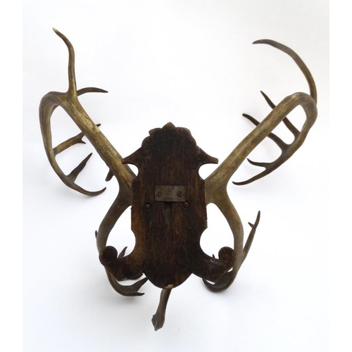 47 - Taxidermy : A Continental c1900 half skull mount of Reindeer antlers , affixed to a carved Black For... 