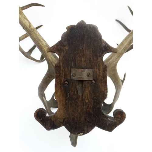 47 - Taxidermy : A Continental c1900 half skull mount of Reindeer antlers , affixed to a carved Black For... 