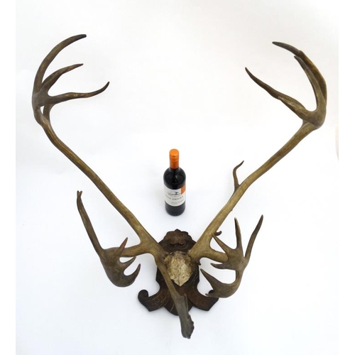 47 - Taxidermy : A Continental c1900 half skull mount of Reindeer antlers , affixed to a carved Black For... 