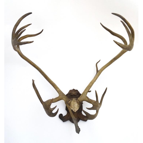 47 - Taxidermy : A Continental c1900 half skull mount of Reindeer antlers , affixed to a carved Black For... 