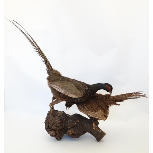 50A - Taxidermy : A standing mount of a brace of Melanistic Pheasants , positioned feeding atop a burrwood... 