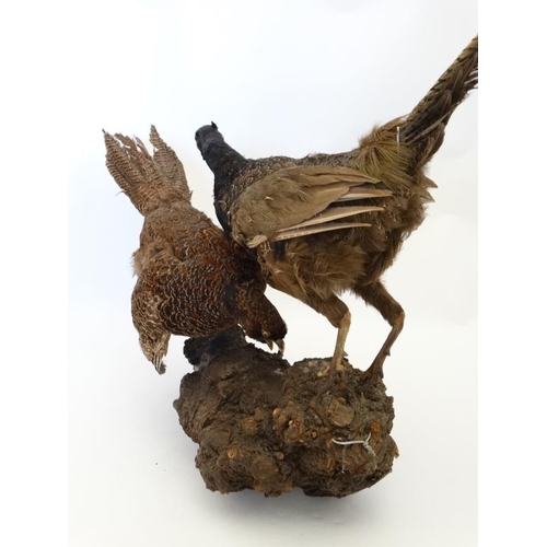 50A - Taxidermy : A standing mount of a brace of Melanistic Pheasants , positioned feeding atop a burrwood... 