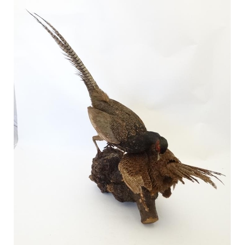 50A - Taxidermy : A standing mount of a brace of Melanistic Pheasants , positioned feeding atop a burrwood... 