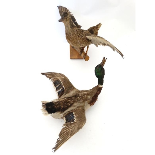 50B - Taxidermy : A pair of wall mounted Mallard , positioned flying . The hen affixed to a birch log . Ea... 