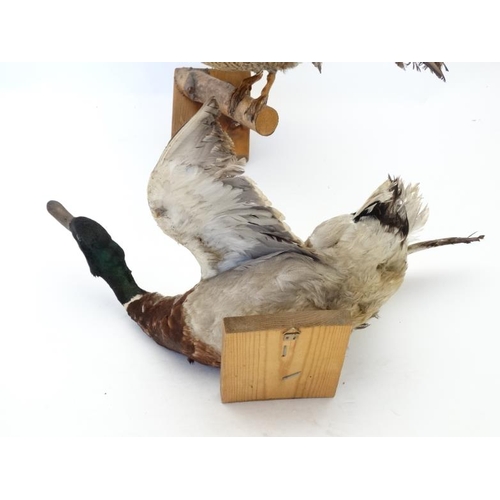 50B - Taxidermy : A pair of wall mounted Mallard , positioned flying . The hen affixed to a birch log . Ea... 