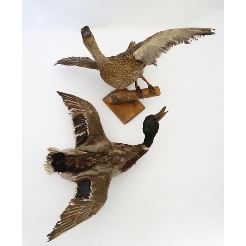 50B - Taxidermy : A pair of wall mounted Mallard , positioned flying . The hen affixed to a birch log . Ea... 