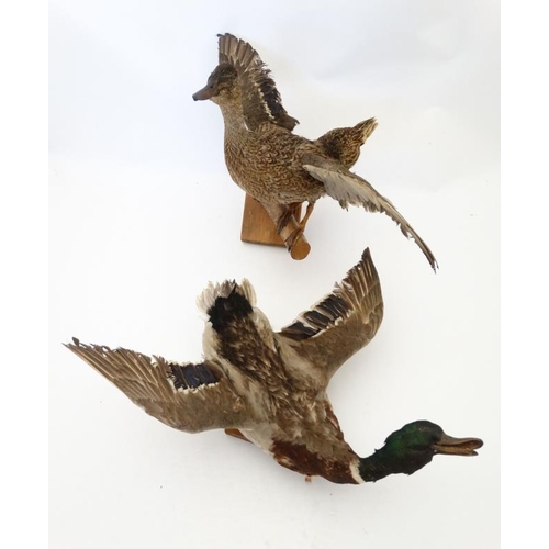 50B - Taxidermy : A pair of wall mounted Mallard , positioned flying . The hen affixed to a birch log . Ea... 