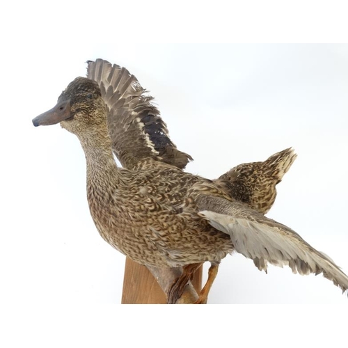 50B - Taxidermy : A pair of wall mounted Mallard , positioned flying . The hen affixed to a birch log . Ea... 