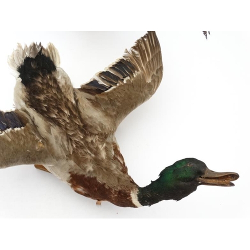 50B - Taxidermy : A pair of wall mounted Mallard , positioned flying . The hen affixed to a birch log . Ea... 