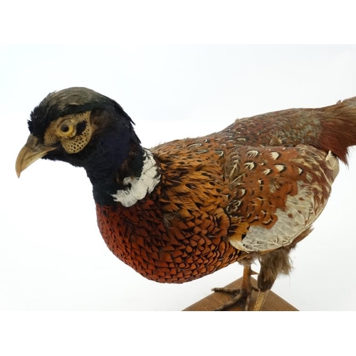 50C - Taxidermy ; A standing mount of a Cock Pheasant , affixed to a rectangular teak base . 31'' long