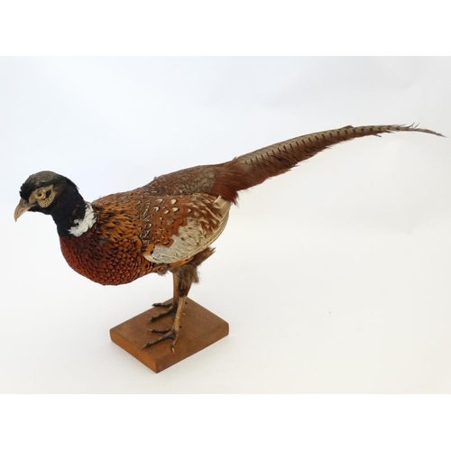 50C - Taxidermy ; A standing mount of a Cock Pheasant , affixed to a rectangular teak base . 31'' long