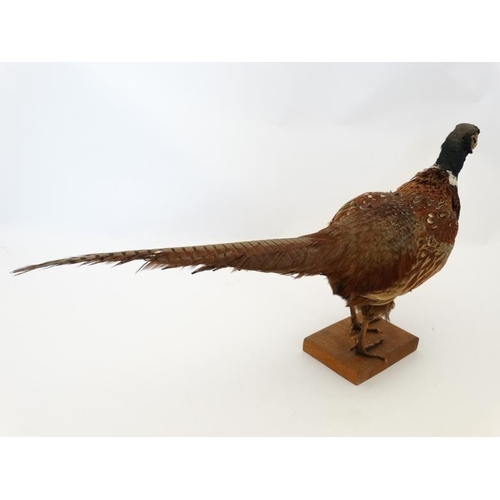 50C - Taxidermy ; A standing mount of a Cock Pheasant , affixed to a rectangular teak base . 31'' long