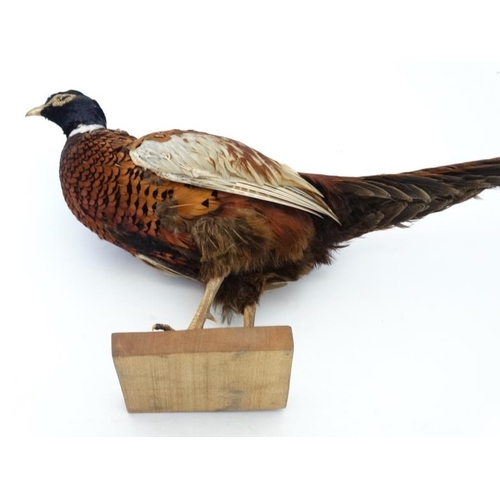 50C - Taxidermy ; A standing mount of a Cock Pheasant , affixed to a rectangular teak base . 31'' long