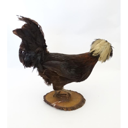 50D - Taxidermy : A standing mount of a Black Appenzeller Spitzhauben Cockerel , affixed to a circular woo... 