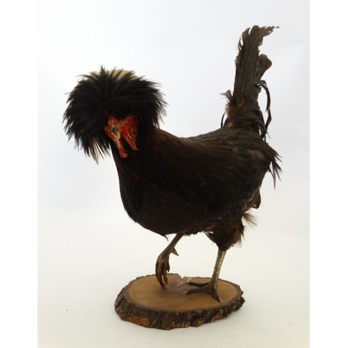 50D - Taxidermy : A standing mount of a Black Appenzeller Spitzhauben Cockerel , affixed to a circular woo... 