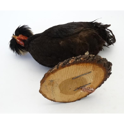 50D - Taxidermy : A standing mount of a Black Appenzeller Spitzhauben Cockerel , affixed to a circular woo... 