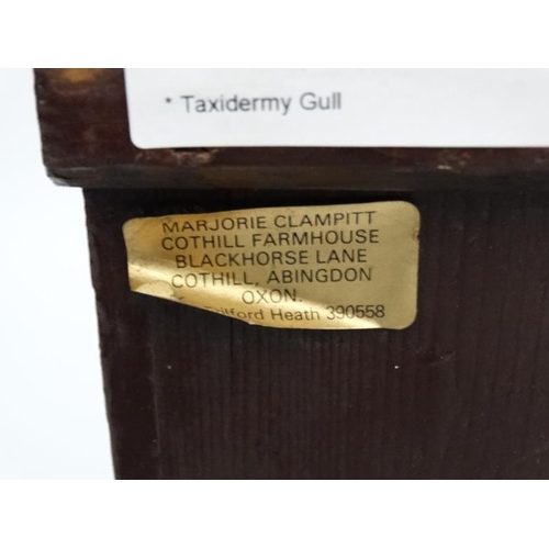 51 - Taxidermy : An early 20thC cased mount of a Herring Gull , posed amid rocks and grasses , the case 1... 