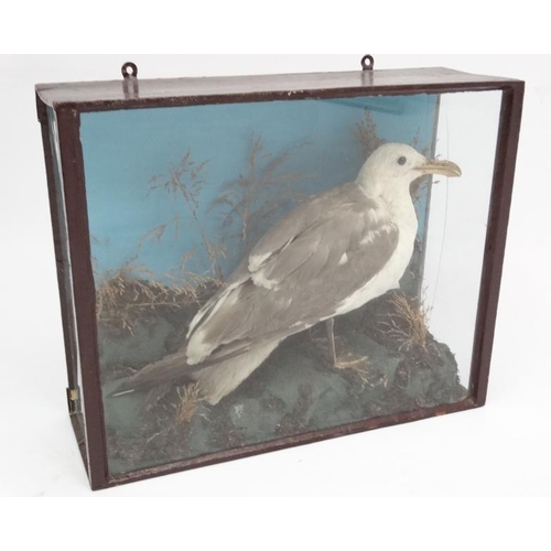 51 - Taxidermy : An early 20thC cased mount of a Herring Gull , posed amid rocks and grasses , the case 1... 