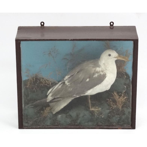 51 - Taxidermy : An early 20thC cased mount of a Herring Gull , posed amid rocks and grasses , the case 1... 