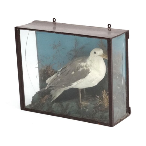 51 - Taxidermy : An early 20thC cased mount of a Herring Gull , posed amid rocks and grasses , the case 1... 